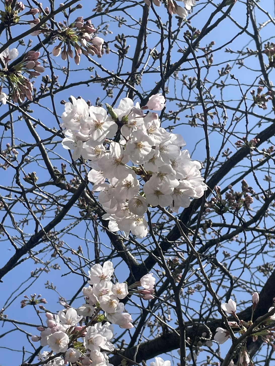 桜